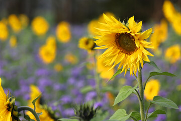champ de tournesol