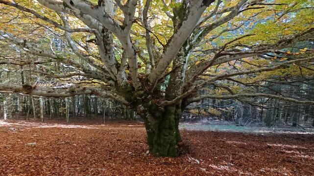 The yellow beech trees with fallen leaf. Autumn time in Umbria mountain, Italy
