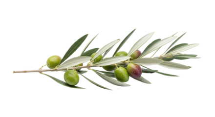 Fresh olive branch with green and ripening purple olives and slender leaves isolated on transparent background
