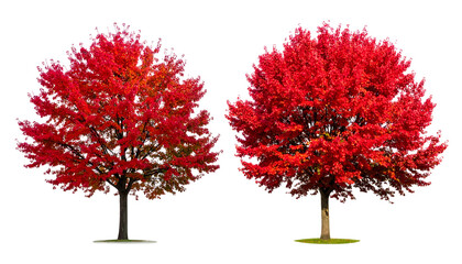 Two vibrant trees displaying fiery red fall foliage, set against a stark black background