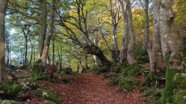 View of pathway in the beech autumn forest in the park of Monte Cucco. View of the foliage in the october month, Italy