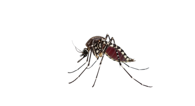 Mosquito with black and white stripes and blood-filled abdomen isolated on black background