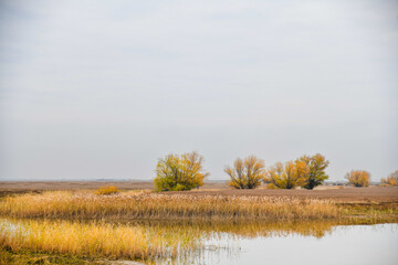 Calm autumn landscape. Tall yellow reeds and trees with autumn foliage grow around the reservoir.