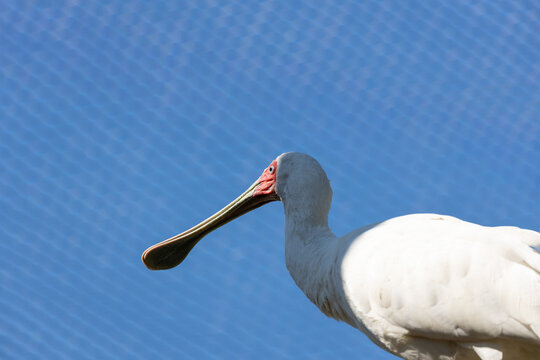African Spoonbill Platalea alba in sub-Saharan Africa wetlands