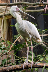 Fototapeta premium African Spoonbill Platalea alba in sub-Saharan Africa wetlands