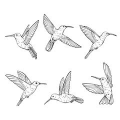 Set of hummingbirds collection of various position. Hand drawn vector illustration.