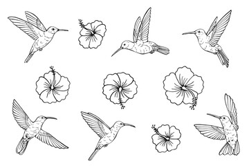Hummingbirds and tropical flowers. Hand drawn illustration converted to vector. © Darya