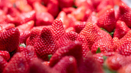 Fresas o frutillas maduras listas para ser vendidas. 