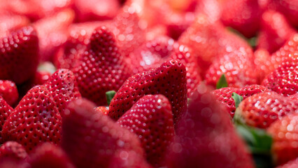 Fresas o frutillas maduras listas para ser vendidas. 