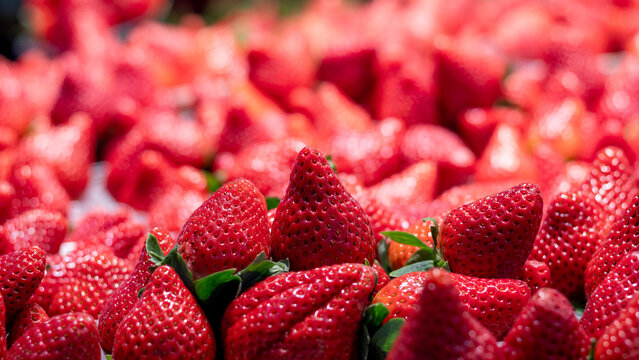 Fresas o frutillas maduras listas para ser vendidas. 