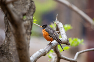 American Robin (Turdus migratorius) in Central Park