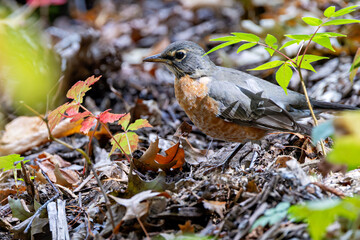 American Robin (Turdus migratorius) in Central Park