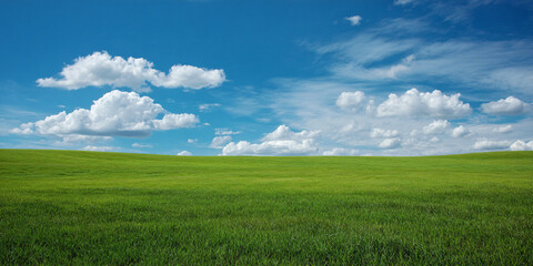 Obraz premium Expansive Meadow of Lush Green Grasses Under a Clear Vast Blue Sky with Soft White Clouds Drifting Peacefully in the Warm Sunlight