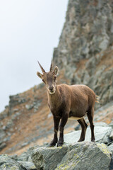 Alpine ibex (Capra ibex) standing on rocks in its typical alpine habitat, Italy.