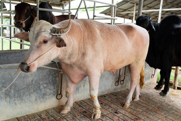 Albino Buffalo in a Livestock Pen
