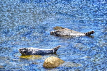 Fototapeta premium California Sea Lions Laying on Rocks in the Ocean, at Monterey Bay Pier.