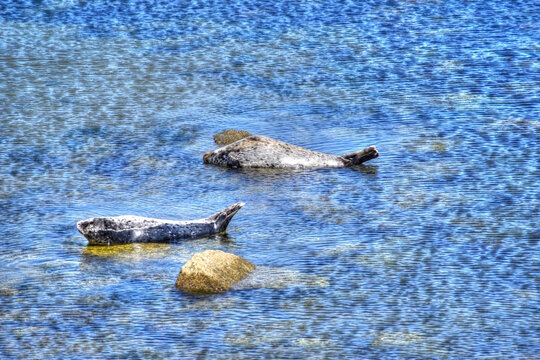 California Sea Lions Laying on Rocks in the Ocean, at Monterey Bay Pier.
