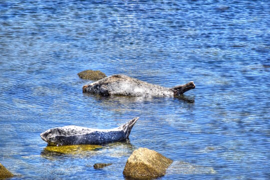 California Sea Lions Laying on Rocks in the Ocean, at Monterey Bay Pier.