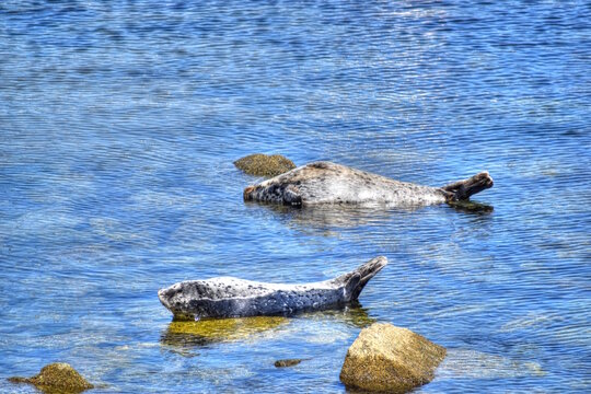 California Sea Lions Laying on Rocks in the Ocean, at Monterey Bay Pier.