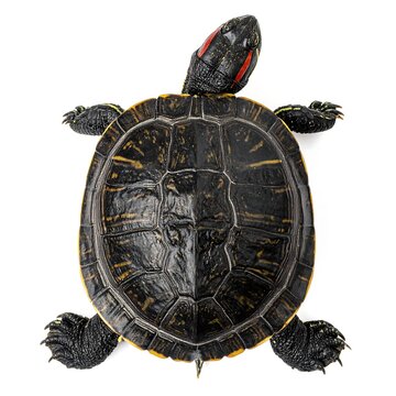 Overhead shot of a turtle showcasing its shell and head with red markings