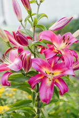 Fototapeta premium Lilium Satisfaction Pink Tree Lily With Yellow Center
