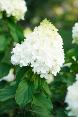 Close up of white Polar Bear hydrangea flowers