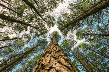 Looking up at towering pine trees in a natural forest, showing green needles and bark against a...