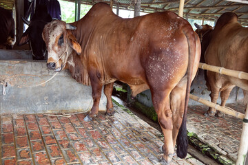 Majestic Brown and Black Bull in a Livestock Pen
