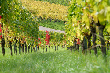 Bunte Reben im herbstlichen Weinberg