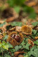 Close-up of freshly fallen chestnuts inside its spiky burr lying among dry autumn leaves and ivy on the forest floor, vertical