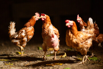 Group of brown hens in a barnyard