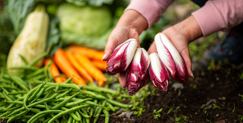 Hands holding fresh radicchio with garden vegetables in background