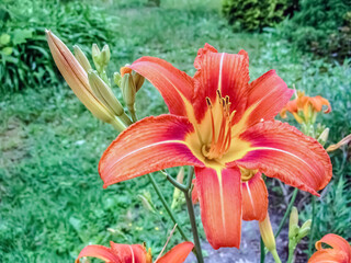 Obraz premium Vibrant daylily blooms in orange with yellow centers, set in a lush garden. Perfect for nature, summer, and floral design inspiration
