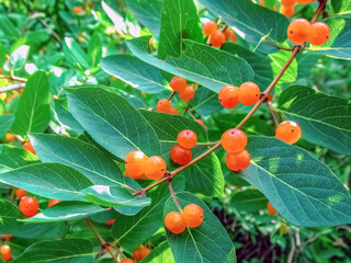 Bright orange berries of Tatarian honeysuckle (Lonicera tatarica) growing on branches with green leaves in garden. Vibrant summer shrub with ripe ornamental fruits in natural sunlight