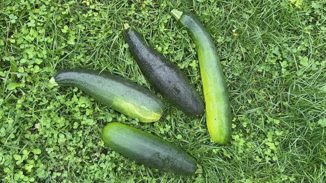 Four zucchinis rest on lush green grass, evoking a fresh harvest vibe, highlighting organic gardening and summer abundance, perfect for healthy cooking inspiration