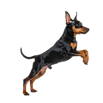 Miniature Pinscher puppy jumping