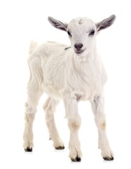 Obraz premium Fluffy white baby goat
