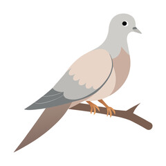 Eurasian collared dove perched on a branch