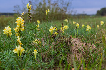 Common toadflax (Linaria vulgaris) with his beautiful yellow flowers is a common plant of waste ground, grassland, roadside verges and hedgerows
