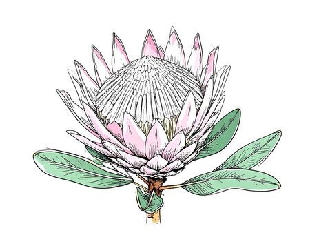 Detailed line art of a king protea flower