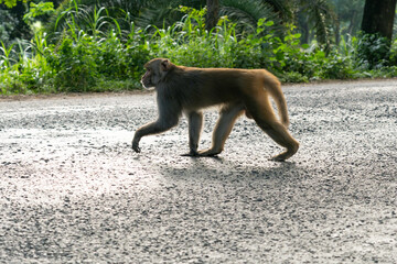 Monkey walking on a sunlit road