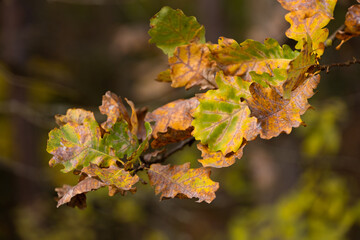 liście dębu podczas złotej godziny jesienią.  © workszop