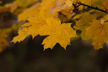 liście klonu na drzewie jesienią. Szykują się do spadku