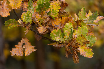liście dębu podczas złotej godziny jesienią. 
