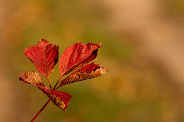 czerwone liście buka jesienią. W tle rozmyty las kraszczadzki