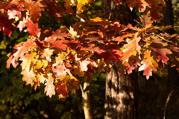 liście dębu podczas złotej godziny jesienią.  © workszop