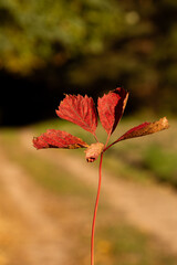czerwone liście buka jesienią. W tle rozmyty las kraszczadzki