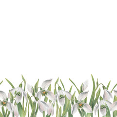 Border of snowdrop flowers. Seamless pattern. Horizontal border. Watercolor illustration hand drawn and isolated on a white background. Perfect for decorating postcards, wedding invitations, textiles