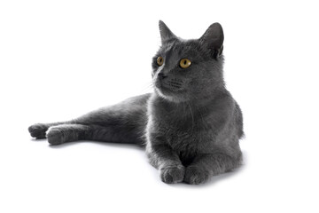 Cute gray cat on white background. Adorable pet