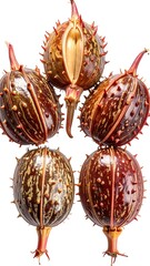 Close-up of five brown, spiky, seed pods against white background